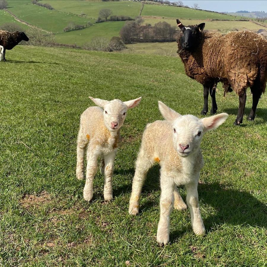 Llangynidr Pant Llwyd Farmヴィラ エクステリア 写真